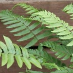 Dryopteris atrata