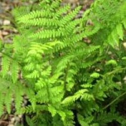 Athyrium filix-femina var. angustum 'Lady in Red'