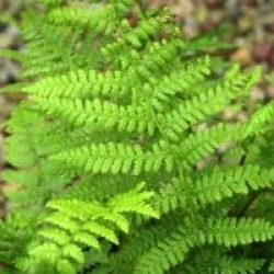 Athyrium filix-femina var. angustum 'Lady in Red'