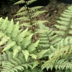 Athyrium 'Ghost'