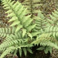 Athyrium 'Ghost'