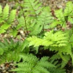 Athyrium vidalii