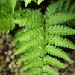 Athyrium vidalii
