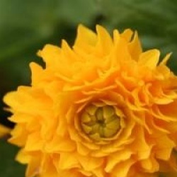 Caltha palustris 'Multiplex'