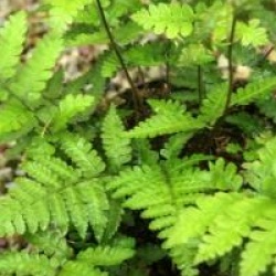 Athyrium vidalii