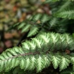 Athyrium nipponicum var. pictum 'Ursula's Red' - Athyrium Ursula's Red