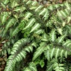 Athyrium nipponicum var. pictum 'Ursula's Red'