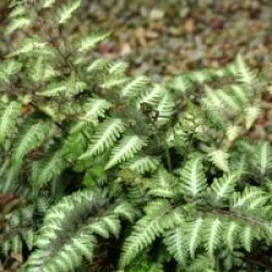 Athyrium nipponicum var. pictum 'Ursula's Red'