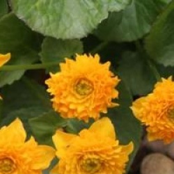 Caltha palustris 'Multiplex'