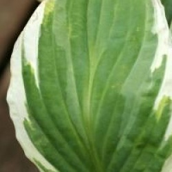 Hosta Zager White Edge