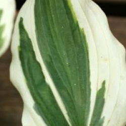 Hosta 'Zager White Edge'