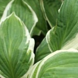 Hosta 'Zager White Edge'