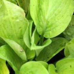 Hosta August Moon