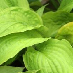 Hosta albomarginata 'August Moon' 