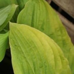 Hosta albomarginata 'August Moon' 