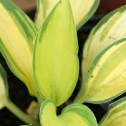 Hosta 'June' � - Hosta June �
