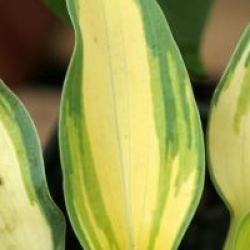 Hosta 'June' �