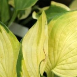 Hosta fortunei 'Gold Standard' - Hosta Gold Standard
