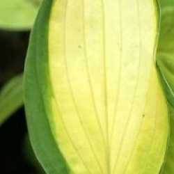 Hosta fortunei 'Gold Standard'