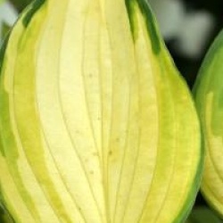 Hosta fortunei 'Gold Standard'