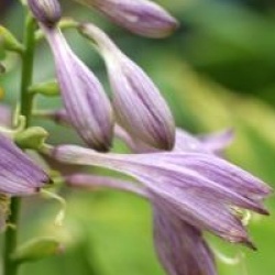 Hosta 'Golden Tiara'