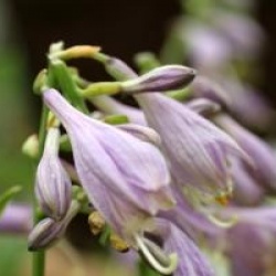 Hosta 'Golden Tiara'