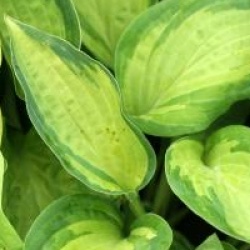 Hosta fortunei 'Albopicta'