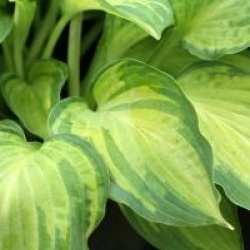 Hosta fortunei 'Albopicta'