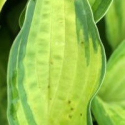 Hosta fortunei 'Albopicta'