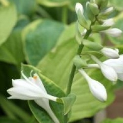 Hosta sieboldiana 'Frances Williams'