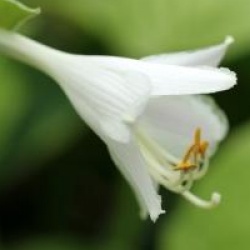 Hosta sieboldiana 'Frances Williams'