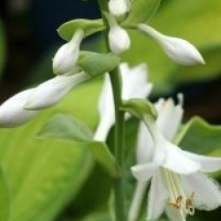 Hosta sieboldiana 'Frances Williams'