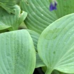 Hosta 'Fragrant Blue'