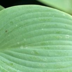 Hosta 'Fragrant Blue'