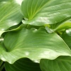 Hosta Invincible