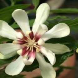 Calycanthus 'Venus' - Calycanthus venus
