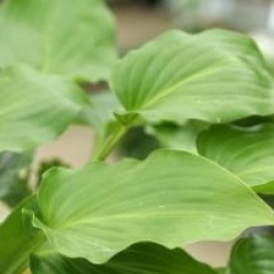 Hosta 'Invincible'