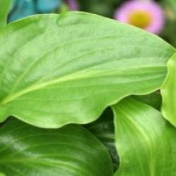 Hosta 'Invincible'