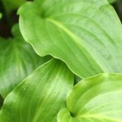Hosta 'Invincible'