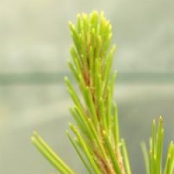 Pin de Monterey dor�