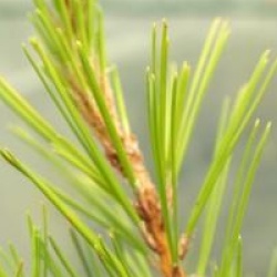Pinus radiata 'Aurea'