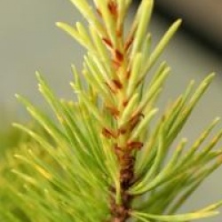 Pinus sylvestris 'Aurea' - Pin sylvestre dor�