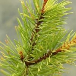 Pinus sylvestris 'Aurea'