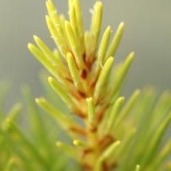Pinus sylvestris 'Aurea'