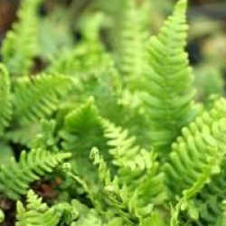 Blechnum spicant - Blechne en �pi