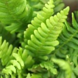 Blechnum spicant