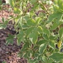 Eleutherococcus sieboldianus 'Variegatus'