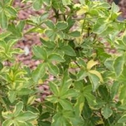 Eleutherococcus sieboldianus 'Variegatus'