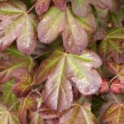 Acer campestre 'Red Shine'