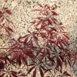 Acer palmatum 'Stella Rossa'